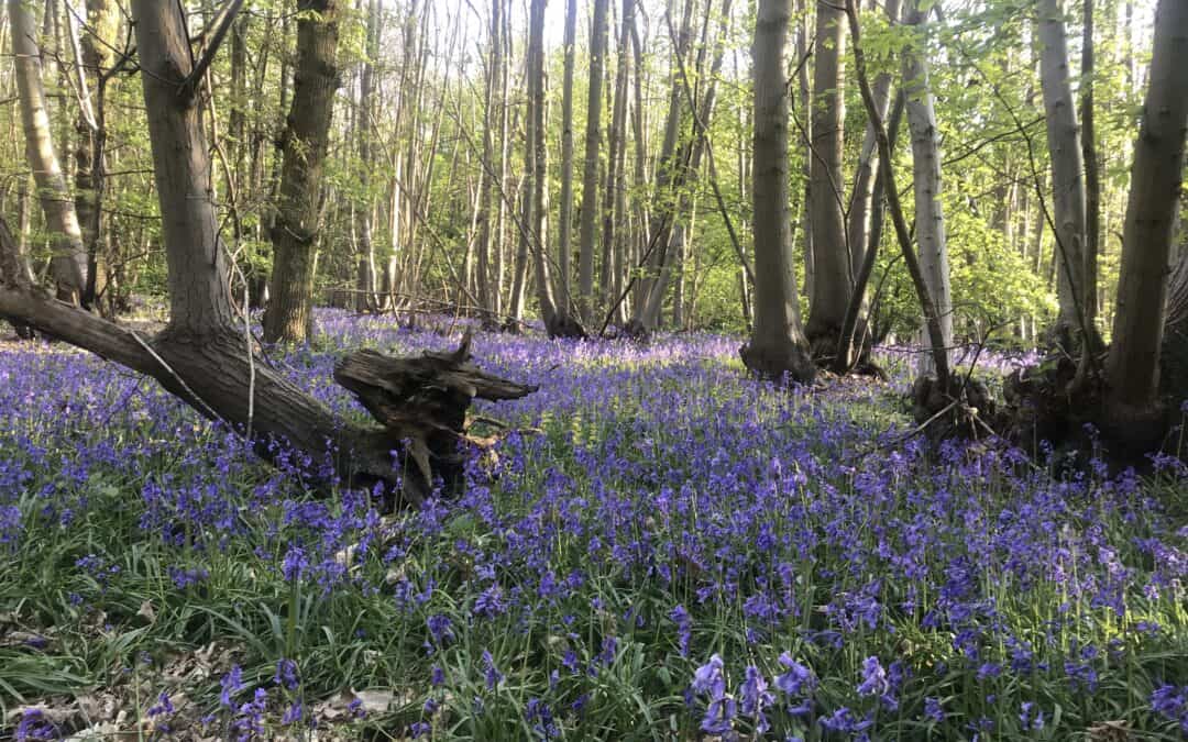 Retreat in bluebell wood