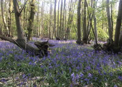 Retreat in bluebell wood